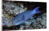 Steephead Parrotfish by Anonymous