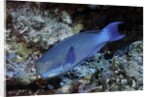 Steephead Parrotfish by Anonymous