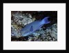 Steephead Parrotfish by Anonymous