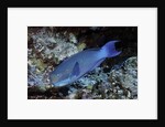 Steephead Parrotfish by Anonymous
