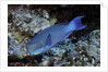 Steephead Parrotfish by Anonymous