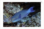 Steephead Parrotfish by Anonymous