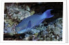 Steephead Parrotfish by Anonymous