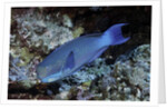 Steephead Parrotfish by Anonymous