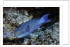 Steephead Parrotfish by Anonymous