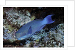 Steephead Parrotfish by Anonymous