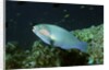 Bleeker's Parrotfish by Anonymous