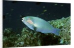 Bleeker's Parrotfish by Anonymous