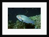 Bleeker's Parrotfish by Anonymous