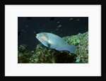 Bleeker's Parrotfish by Anonymous