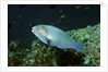 Bleeker's Parrotfish by Anonymous