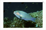 Bleeker's Parrotfish by Anonymous