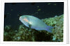 Bleeker's Parrotfish by Anonymous