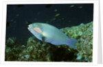 Bleeker's Parrotfish by Anonymous
