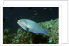 Bleeker's Parrotfish by Anonymous