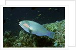 Bleeker's Parrotfish by Anonymous