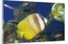 Blacklip Butterflyfish by Anonymous