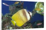 Blacklip Butterflyfish by Anonymous