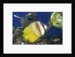 Blacklip Butterflyfish by Anonymous