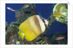 Blacklip Butterflyfish by Anonymous