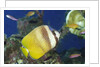 Blacklip Butterflyfish by Anonymous