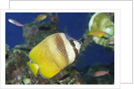Blacklip Butterflyfish by Anonymous