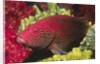 Leopard Grouper by Anonymous