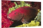 Leopard Grouper by Anonymous