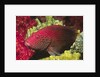 Leopard Grouper by Anonymous