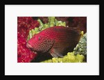 Leopard Grouper by Anonymous