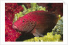 Leopard Grouper by Anonymous
