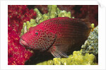 Leopard Grouper by Anonymous