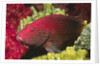 Leopard Grouper by Anonymous