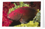 Leopard Grouper by Anonymous
