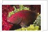 Leopard Grouper by Anonymous