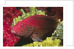 Leopard Grouper by Anonymous