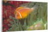 Pink Anemonefish in Magnificant Sea Anemone by Anonymous