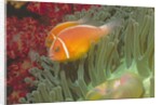 Pink Anemonefish in Magnificant Sea Anemone by Anonymous