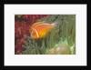 Pink Anemonefish in Magnificant Sea Anemone by Anonymous