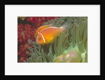 Pink Anemonefish in Magnificant Sea Anemone by Anonymous