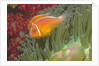 Pink Anemonefish in Magnificant Sea Anemone by Anonymous