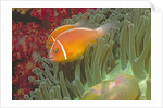 Pink Anemonefish in Magnificant Sea Anemone by Anonymous