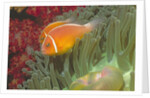 Pink Anemonefish in Magnificant Sea Anemone by Anonymous