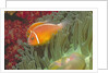 Pink Anemonefish in Magnificant Sea Anemone by Anonymous