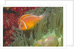 Pink Anemonefish in Magnificant Sea Anemone by Anonymous