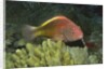 Freckled Hawkfish by Anonymous