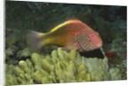Freckled Hawkfish by Anonymous