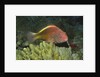 Freckled Hawkfish by Anonymous