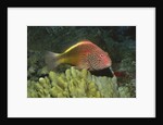 Freckled Hawkfish by Anonymous