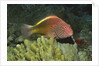 Freckled Hawkfish by Anonymous
